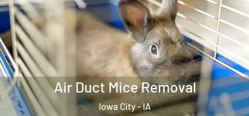 Air Duct Mice Removal Iowa City - IA